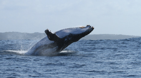 Marine Big 5 Ocean Safari Tour